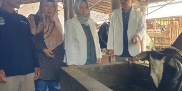Dosen FKH Unair Gelar Pengmas, Pulihkan Reproduksi Sapi Perah di Desa Beringin Kabupaten Malang