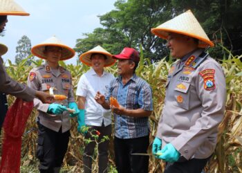 Dukung Swasembada Pangan Nasional: Polresta Malang Kota Panen Raya Jagung Serentak Kuartal III 2025