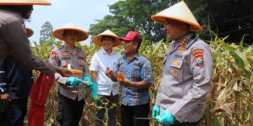 Dukung Swasembada Pangan Nasional: Polresta Malang Kota Panen Raya Jagung Serentak Kuartal III 2025