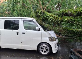 Pohon Tua di Comboran Roboh Akibat Hujan Disertai Angin