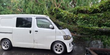 Pohon Tua di Comboran Roboh Akibat Hujan Disertai Angin
