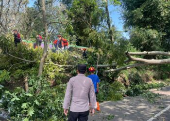 Tim Gabungan Evakuasi Pohon Tumbang yang Tutup Jalan di Batu