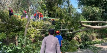 Tim Gabungan Evakuasi Pohon Tumbang yang Tutup Jalan di Batu