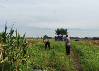 Persiapan Masa Panen, Polsek Tanggulangin Cek Lahan Jagung Desa Kedensari