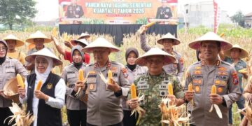 Polda Jatim Gelar Panen Raya Jagung Kuartal I 2026 di Sidoarjo