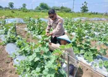 Polsek Tarik Monitoring Ketahanan Pangan Petani Melon di Desa Gampingrowo