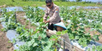 Polsek Tarik Monitoring Ketahanan Pangan Petani Melon di Desa Gampingrowo