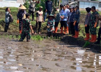 Genjot Produksi Pangan, Wali Kota Malang Turun Langsung Tanam Padi Serentak