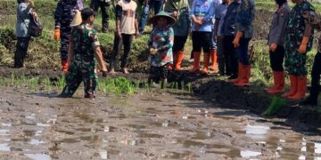 Genjot Produksi Pangan, Wali Kota Malang Turun Langsung Tanam Padi Serentak