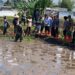 Genjot Produksi Pangan, Wali Kota Malang Turun Langsung Tanam Padi Serentak
