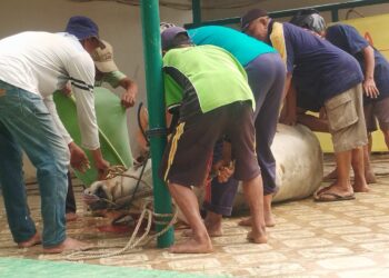 Sambut Idul Adha 1447 H, Masjid Agung Sidoarjo Bagikan Ratusan Daging Kurban dari 9 Sapi dan 4 Kambing