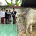 Bupati Sidoarjo Salurkan Hewan Qurban Bantuan Presiden di Alika ke Wilayah Pinggiran Jabon.