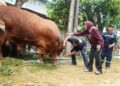 Tujuh Sapi Kurban Wabup Mimik Idayana Dipastikan Sehat dan Layak Konsumsi