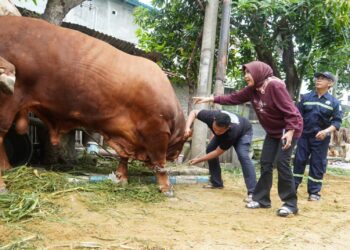 Tujuh Sapi Kurban Wabup Mimik Idayana Dipastikan Sehat dan Layak Konsumsi
