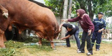 Tujuh Sapi Kurban Wabup Mimik Idayana Dipastikan Sehat dan Layak Konsumsi