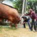Tujuh Sapi Kurban Wabup Mimik Idayana Dipastikan Sehat dan Layak Konsumsi