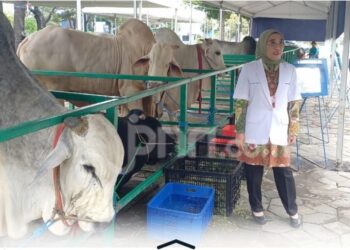 Sapi Kurban Presiden RI Jadi Magnet Wisata Kurban Idul Adha di Masjid Al-Akbar Surabaya