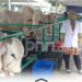 Sapi Kurban Presiden RI Jadi Magnet Wisata Kurban Idul Adha di Masjid Al-Akbar Surabaya