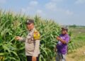 Tingkatkan Swasembada Pangan, Polsek Candi Bersama Petani Kelola Lahan Jagung