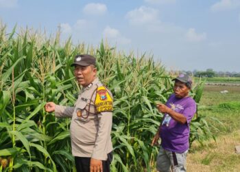 Tingkatkan Swasembada Pangan, Polsek Candi Bersama Petani Kelola Lahan Jagung