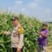 Tingkatkan Swasembada Pangan, Polsek Candi Bersama Petani Kelola Lahan Jagung