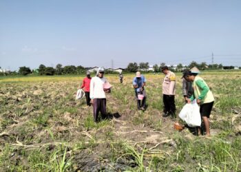 Polsek Tulangan Monitoring Perkebunan Tebu dan Dorong Swasembada Pangan di Desa Kajeksan
