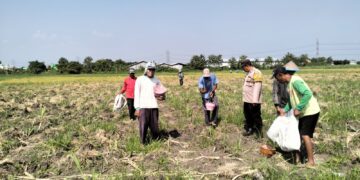 Polsek Tulangan Monitoring Perkebunan Tebu dan Dorong Swasembada Pangan di Desa Kajeksan