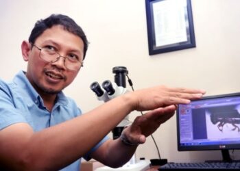 UB Berkolaborasi dengan University of Florida, Michigan State University dan BRIN menemukan dan mendeskripsikan Empat Spesies Baru Kumbang Ambrosia dan kumbang Kulit Kayu