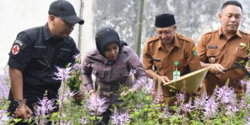 Wabup Sidoarjo Dorong Desa Wonokupang Jadi Sentra Herbal, Apresiasi UMKM Teh Daun Kumis Kucing.