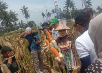 Panen Raya Jagung Advanta di Purwosekar, Produktivitas Capai 12 Ton per Hektare