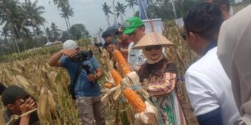 Panen Raya Jagung Advanta di Purwosekar, Produktivitas Capai 12 Ton per Hektare