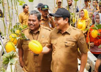 Bidik Pasar Premium, Wisata Petik Melon Sidorejo Jadi Model Usaha Desa