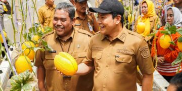 Bidik Pasar Premium, Wisata Petik Melon Sidorejo Jadi Model Usaha Desa